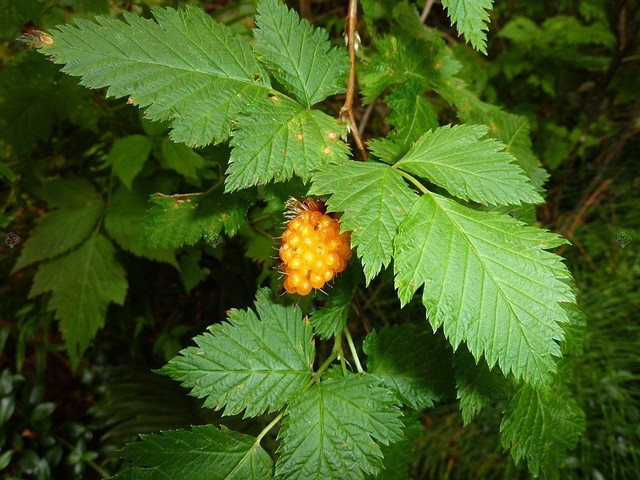 Malina żółta złota Rubus C2