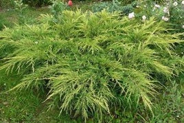 Jałowiec Pfitzera Goldkissen Juniperus pfitzeriana C2