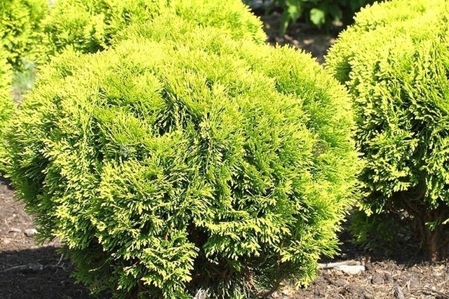 Tuja Miriam PBR Thuja occidentalis Mirjam C2