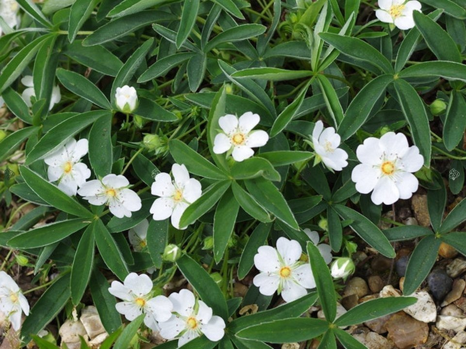 Pięciornik biały Potentilla alba P9