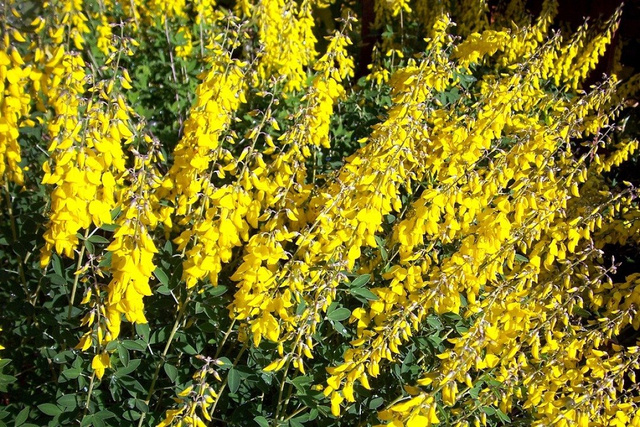 Żarnowiec czerniejący Cyni Cytisus nigricans C2