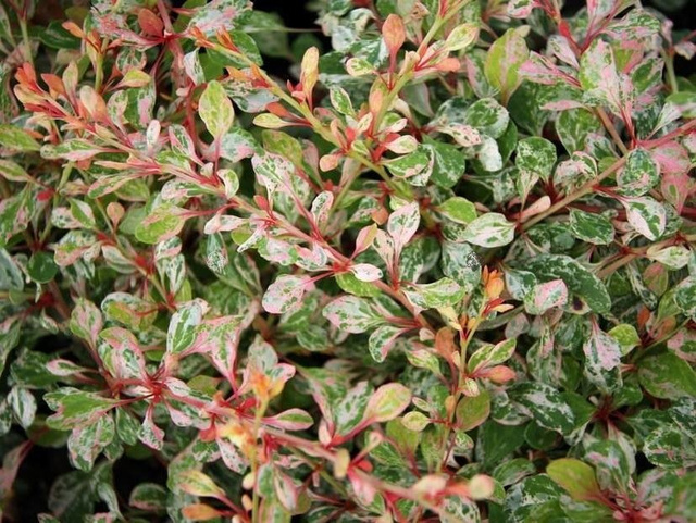 Berberys Thunberga Natasza PBR Berberis thunbergii C2