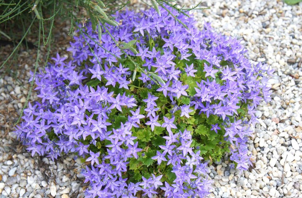 Dzwonek gargański Campanula garganica P9