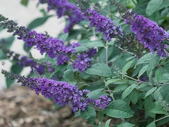 Budleja Blue Chip PBR Buddleja C3