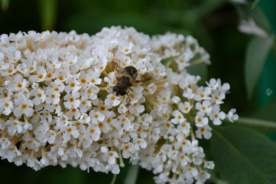 Budleja Dawida White Ball Buddleja davidii P9