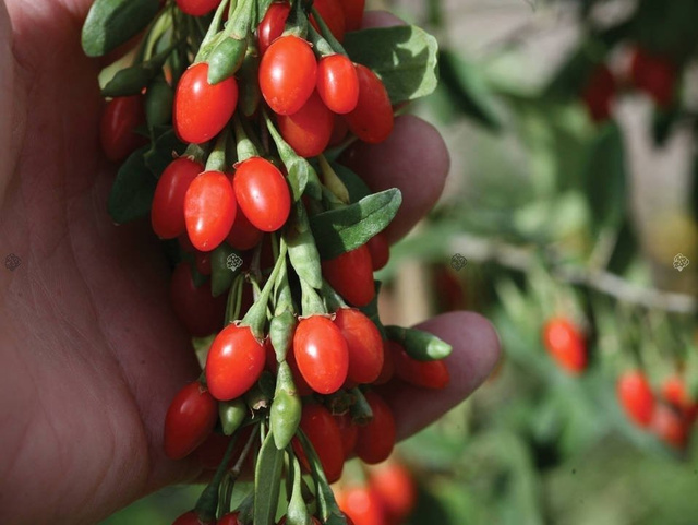 Jagoda Goji Big Lifeberry PBR Lycium barbarum P9