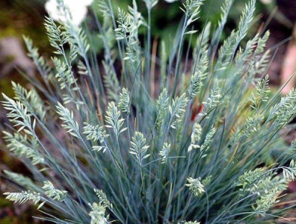 Kostrzewa sina Eisvogel Festuca cinerea C3