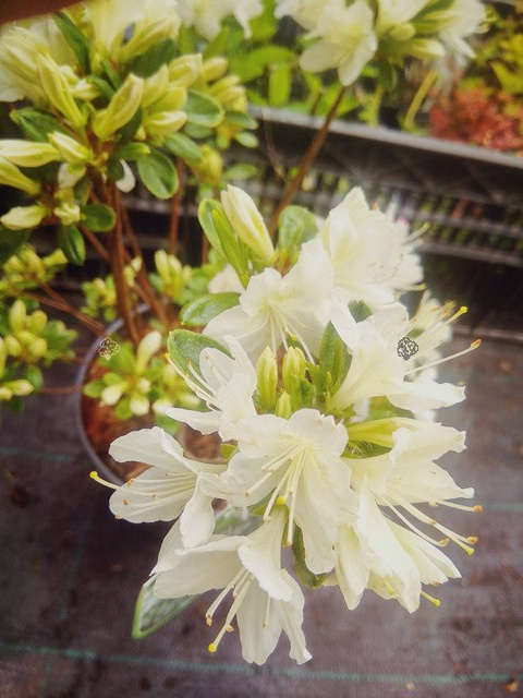 Azalia japońska Schneewitchen Rhododendron obtusum C2
