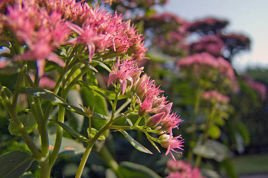 Rozchodnik kaukaski Variegatum Sedum spurium P9