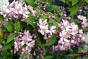 Żylistek mieszańcowy Mont Rose Deutzia hybrida P9