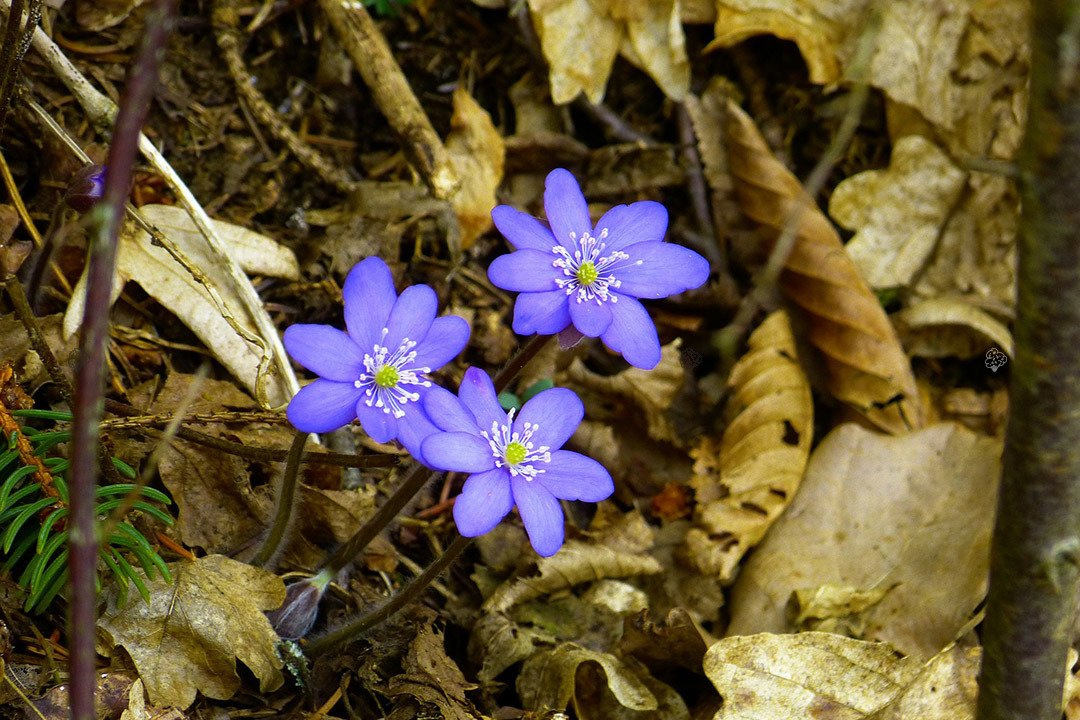 Przylaszczka pospolita Hepatica nobilis P9