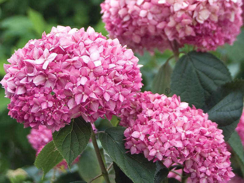 Hortensja drzewiasta Pink Annabelle PBR Hydrangea arborescens C5