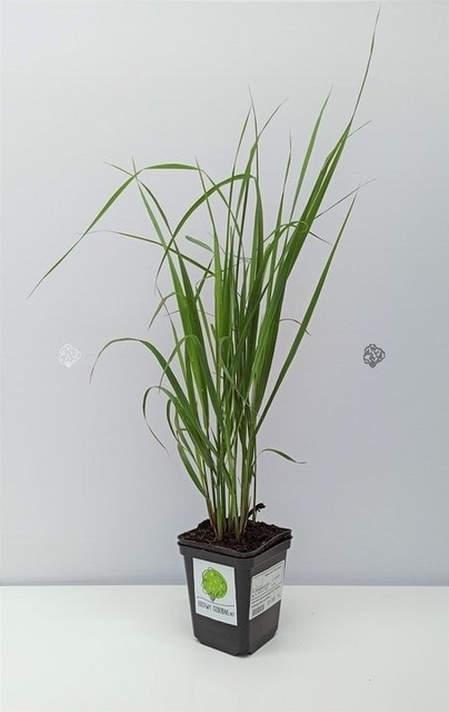 Trzcinnik ostrokwiatowy Karl Foerster Calamagrostis acutiflora P9