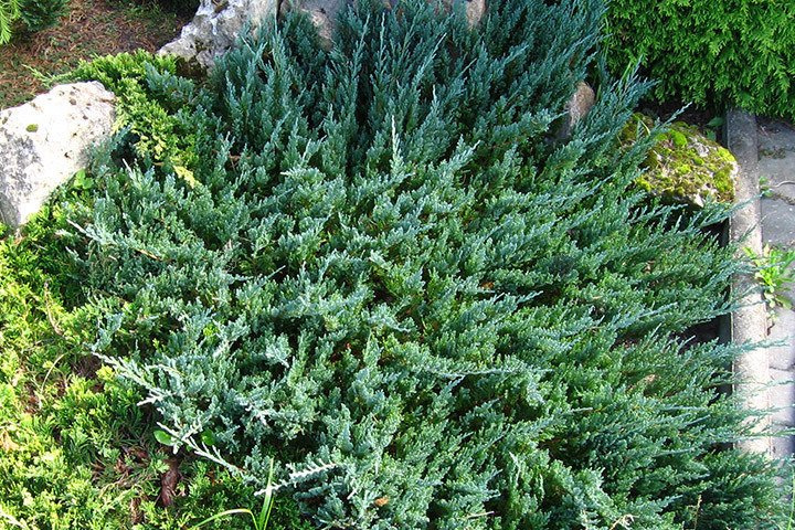 Jałowiec płożący Blue Chip Juniperus horizontalis C2