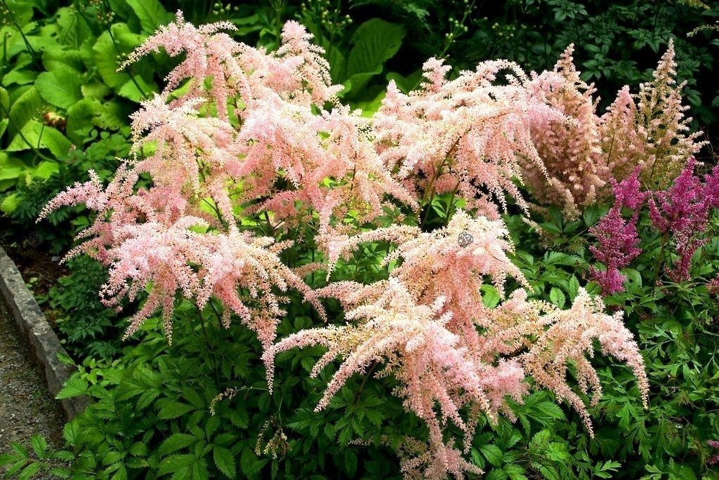 Tawułka Straussenfeder PBR Astilbe C2