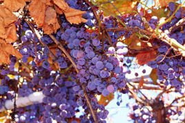 Winorośl Cascade Vitis C2