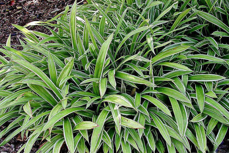 Turzyca żelazna Variegata Carex siderosticha C2