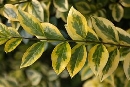 Ligustr jajolistny Aureum Ligustrum ovalifolium P9
