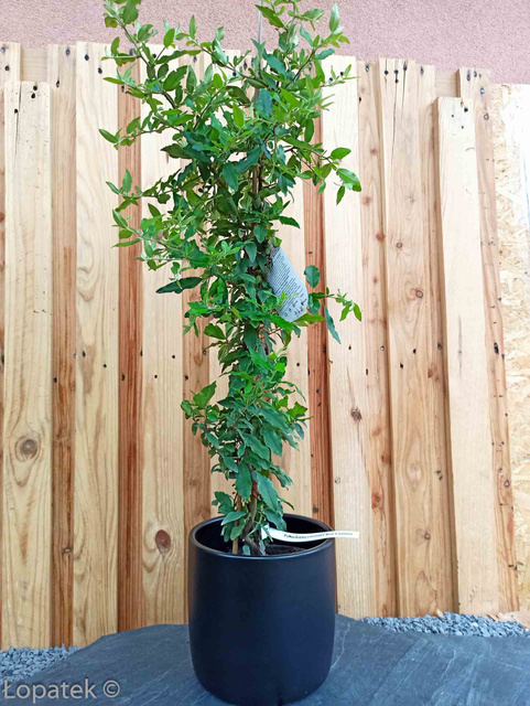 Ognik szkarłatny Red Column Pyracantha coccinea C2