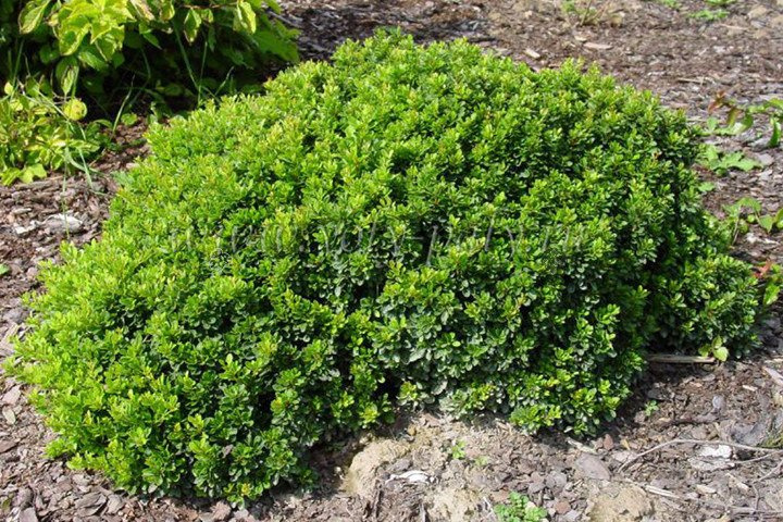 Berberys Thunberga Kobold Berberis thunbergii P9