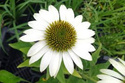 Jeżówka White Swan Echinacea P9