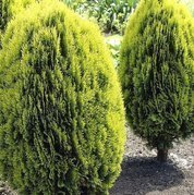 Tuja Aurea Nana Platycladus orientalis C5