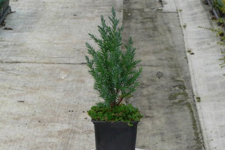Jałowiec chiński Stricta Juniperus chinensis C5