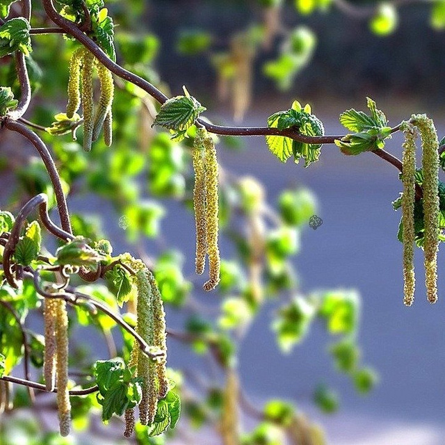 Leszczyna pospolita Contorta Corylus avellana C5