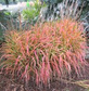 Miskant chiński Purpurascens Miscanthus sinensis P9