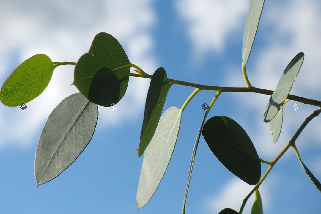Eukaliptus górski Eucalyptus gunnii C2