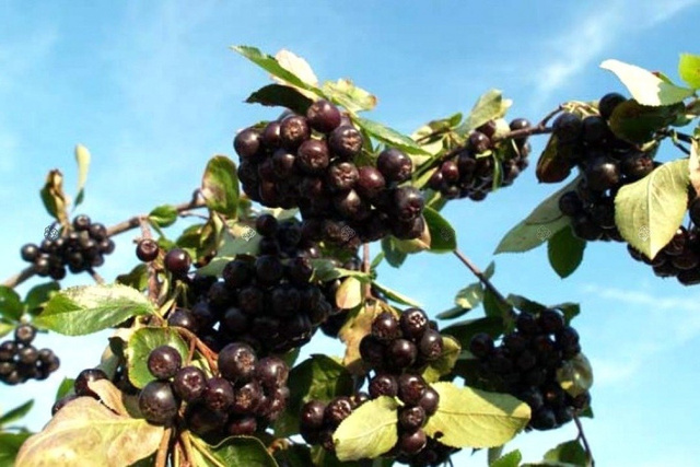 Aronia Nero Aronia prunifolia P9