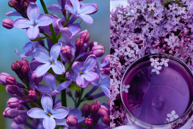 Lilak Meyera Palibin Syringa meyeri C2