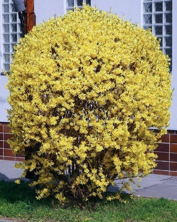 Forsycja pośrednia WEEK-END PBR Forsythia intermedia C3