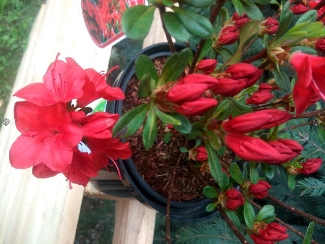 Azalia japońska Fridoline Rhododendron obtusum C2