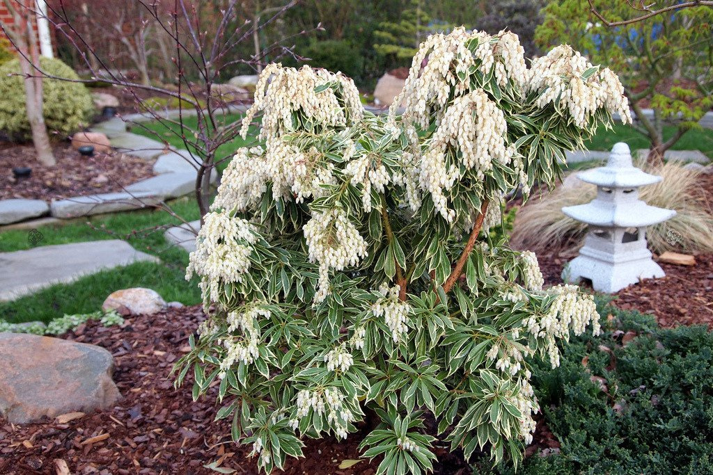 Pieris japoński Variegata Pieris japonica C2