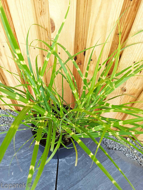 Miskant chiński Strictus Miscanthus sinensis C2