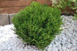 Tuja Teddy Thuja occidentalis C2