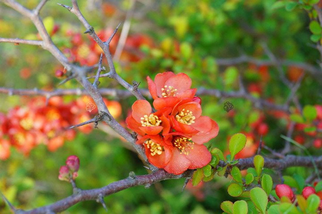 Pigwowiec japoński krzaczasty Chaenomeles japonica C2