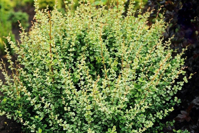 Berberys Thunberga Kelleris Berberis thunbergii C2