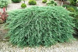Jałowiec płożący Glacier Juniperus horizontalis P9