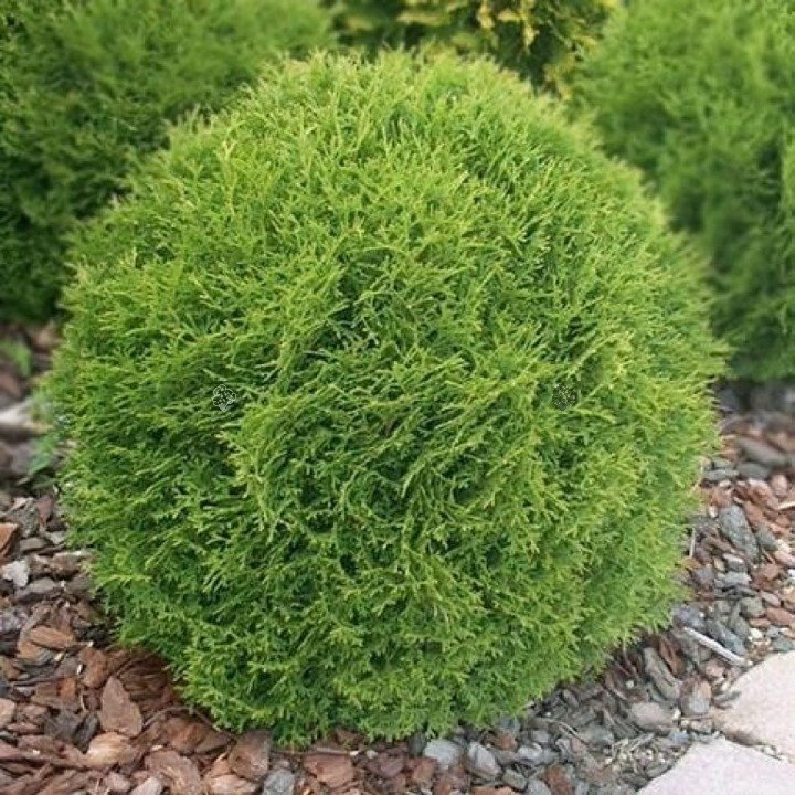 Tuja Little Gem Thuja occidentalis P9