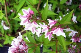 Żylistek mieszańcowy Magicient Deutzia hybrida P9