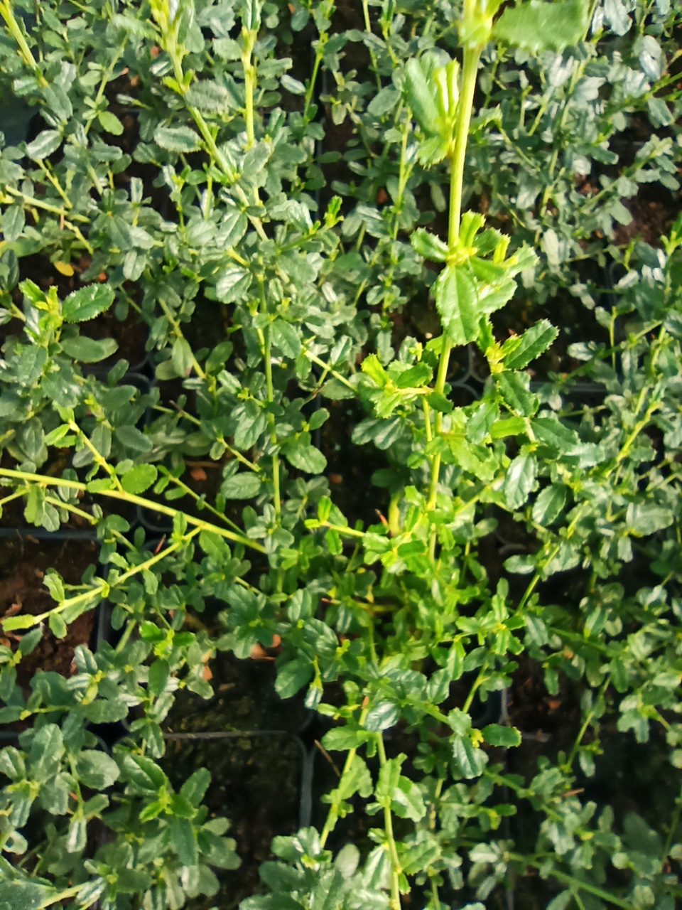 Prusznik Skylark Ceanothus P9