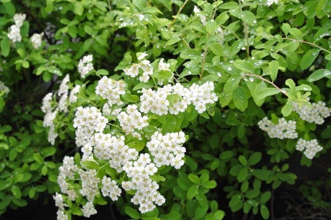 Tawuła nippońska Gilvers Miles Spiraea nipponica P9