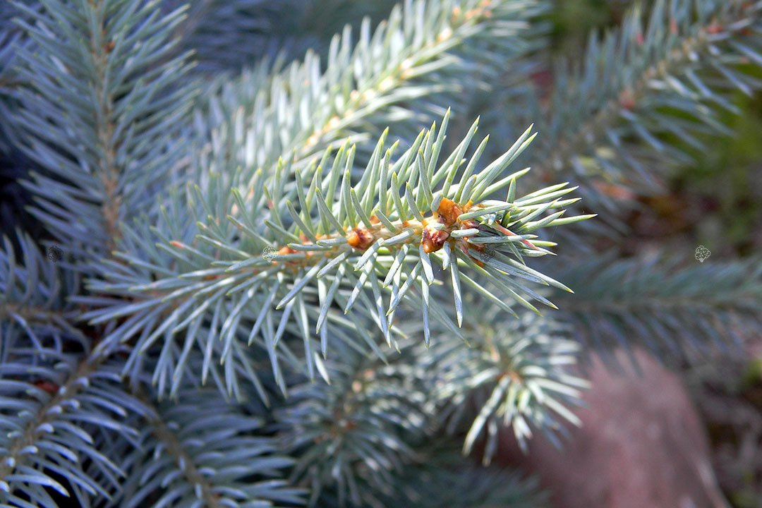 Świerk serbski Picea omorika C2