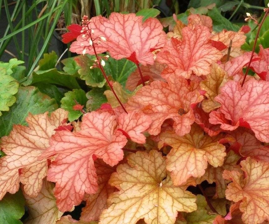 Żurawka Paprika PBR Heuchera C2