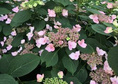 Hortensja piłkowana Magic Pillow PBR Hydrangea serrata C3