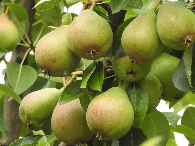 Grusza karłowa Pyrus communis 