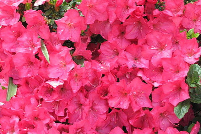 Azalia japońska Anouk Rhododendron obtusum C2