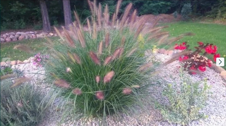 Rozplenica japońska Red Head Pennisetum alopecuroides P9